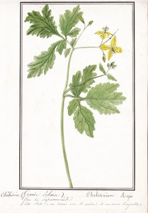 Schöllkraut greater celandine flower Botany Botanik Aquarell drawing 1830 - Bild 1 von 1