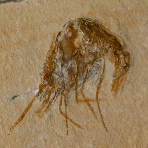 1.4" Fossil Shrimp Carpopenaeus Cretaceous Age 100 Mil Yrs Old Lebanon COA - Picture 1 of 6