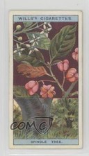 1924 Wills Flowering Trees & Shrubs Tobacco Spindle Tree #42 1i3