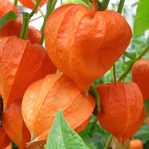 30 Giant Chinese Lantern Seeds Heirloom Physalis Exotic Flower to Plant & Grow - Picture 1 of 4