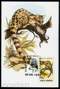 1993 Common genet/Wood mouse,Ginsterkatze,Chamois,animals,Romania,FDC maxi card - Picture 1 of 1