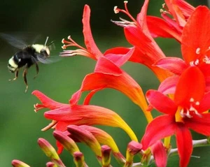 🙂25 graines de crocosmia rouge - Foto 1 di 5