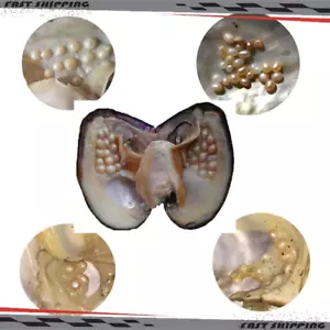 Big Natural Freshwater Cultured Pearl Oyster With 5-7mm 25 Pearls Vacuum Pack - Picture 1 of 5