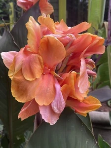 Canna Durgare Tropical Type Flowering Perennial - Picture 1 of 6