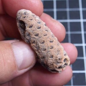 48mm Equicalastrobus sp. Pine Cone Seed Chalcedony Fossil Plant Eocene 1326 - Picture 1 of 6