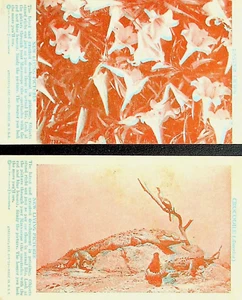 TWO PULLMAN BREAD 3D TYPE LIVING PICTURES MUST USE RED & BLUE GLASSES -EE-134-E - Picture 1 of 4