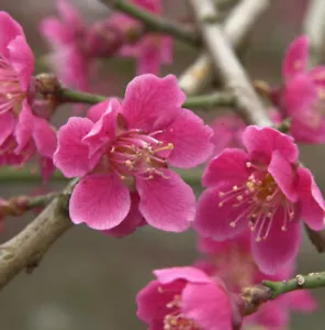 Japanische Aprikose Beni chi dori 60-80cm - Prunus mume - Bild 1 von 1