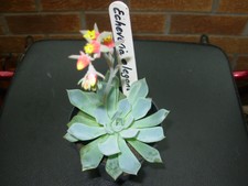 Echeveria elegans from mexico with a diameter of 8 cms