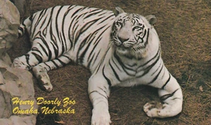 Henry Doorly Zoo, Ranjit, a young male white Bengal Tiger. Omaha, Nebraska. - Picture 1 of 2