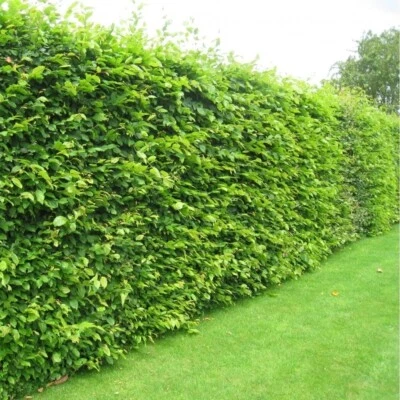 20 Hornbeam Hedging 40-60cm Carpinus betulus Bareroot Native Wildlife Friendly - Image 1 of 3