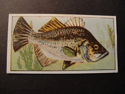 WILLS   OVERSEAS  AUSTRALIA FISH OF AUSTRALASIA #26 ESTUARY PERCH HAVELOCK BACK - Image 1 of 2