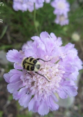 ♫ SCABIEUSE des PRES - Knautia Scabiosa ♫ Graines ♫ Ornement, Campagne Mellifère