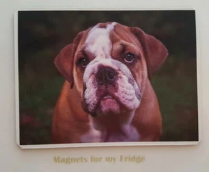 BULLDOG PUPPY / DOG FRIDGE MAGNET - M32 F - Picture 1 of 1