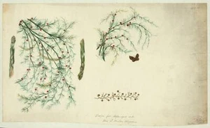 Entwurf für Spargel Set, Van Wagnener, 1890, rote Beeren, Ernte, Schmetterling - Bild 1 von 1