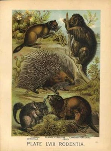 Original Antique 1880 Chromolithograph CHINCHILLA PORCUPINE VISCACHA COYPU [lv.. - Picture 1 of 1