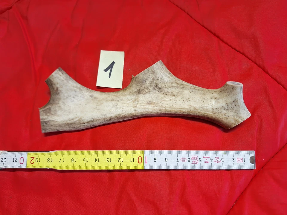 Geweih Rentier Hundekauknochen zur Auswahl - Bild 1 von 1