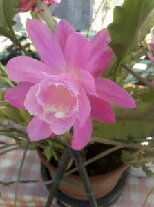 Pink Epiphyllum Orchid Cactus rooted cutting - Picture 1 of 1