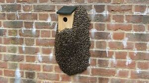 3 tubes Honey Bee Swarm Attractant Lure. Beekeeping Equipment Nasonov Hive nuc
