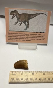 Tyrannosaurus T REX 1,5" Afrikanischer Carcharodontosaurus ECHTES FOSSIL CS22 - Bild 1 von 3
