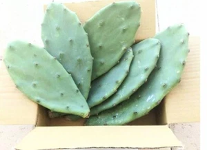 prickly pear cactus pads - Picture 1 of 13