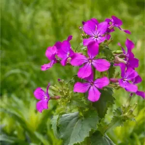 Semi Honesty - Coltivati biologicamente - Lunaria annua - 25 semi - Foto 1 di 3