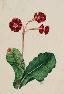 Estudio de flores botánicas, gouache Biedermeier flores desconocidas (siglo XIX) - Imagen 1 de 5