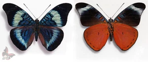 Panacea prola , UNMOUNTED butterfly - Picture 1 of 1