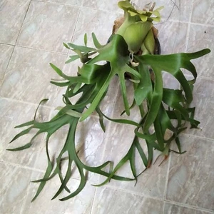 Spore of Platycerium Patra garden #1 Hirschhornfarn Hybride selten aus artandplants - Bild 1 von 5