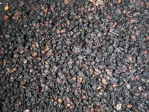 Dried Elderberries Sambucus Nigra -Wine Beer 1 oz.- 1 l lb. Elder Berry - Picture 1 of 9