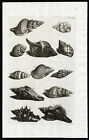 Antique Print-TRUMPET-TRITON SNAIL-SHELL-GASTROPOD-Pl. 49-Merian-1741