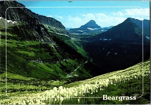 GLACIER NATIONAL PARK, MONTANA Beargrass cartolina continentale CON14 - Foto 1 di 2