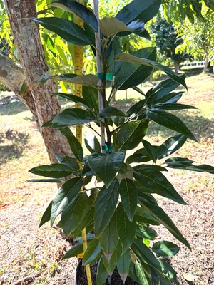 AGUACATE TOCINO INJERTADO (PERSEA AMERICANA) OLLA DE 1 GALÓN. TOLERANTE AL FRÍO EN CALIF TO22 F Foto 1 de 4