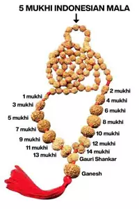 1-14 Mukhi, Ganesh, Gaurishankar Siddha Mala Original indonesisches Labor zertifiziert - Bild 1 von 5