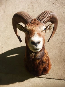 europ. Mufflon /Ovis aries musimon/ Schafbock / Widder / Sternzeichen /Wildschaf - Bild 1 von 7