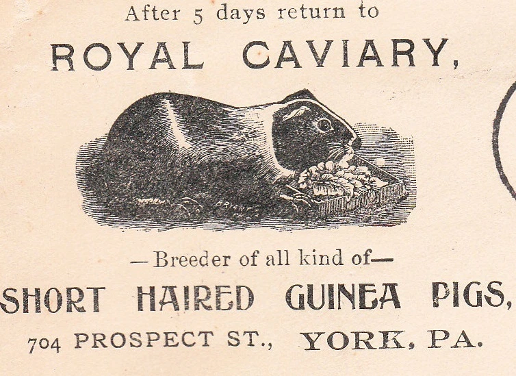 Royal Caviary Guinea Pigs Breeder York PA 1911 Flag Cancel & Letterhead 5z  - Image 1 of 4