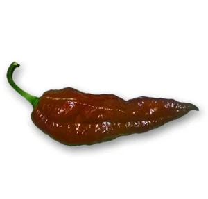 BHUT JOLOKIA CHOCOLATE GUINDILLA FANTASMA 20 SEMILLAS SEEDS CHILI PEPPERS GHOST - Imagen 1 de 9