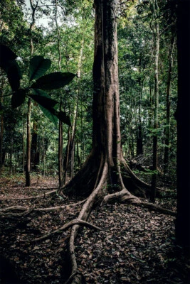 Настенный домашний декор с принтом тропические леса деревья природа тропические леса - ПЛАКАТ 20x30 - Изображение 1 из 3