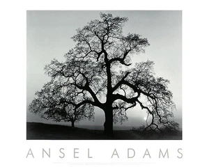 ANSEL ADAMS - Oak Tree, Sunset City, California Art Print Photo Embossed Poster - Picture 1 of 2