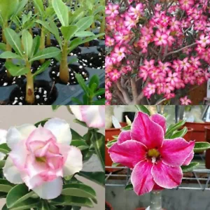 3 Adenium Obesum, Rosa Del Desierto,Tres Flores Distintas - Picture 1 of 2