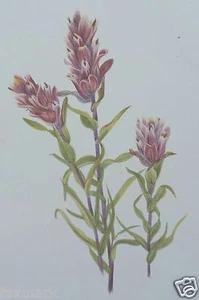 Rose Paintbrush Wildflower 1925 Bookplate Mary Vaux Walcott - Picture 1 of 4