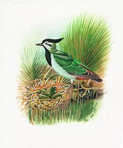 Fine Miniature Birds Painting Of Bird On Silk Cloth Handmade Nature Art For Wall - Picture 1 of 4