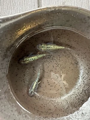 5+1 Himtsu Heiki (Secret Weapon) Young Medaka Ricefish Fish.  USA bred - Image 1 of 4