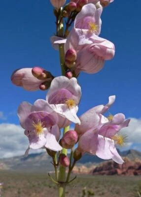 Penstemon palmeri | Palmer's penstemon | Lengua de barba perfumada | 1000 semillas Foto 1 de 4
