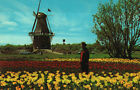 Postcard De Zwaan Windmill Holland Mi Michigan Tulips Dutch Windmill