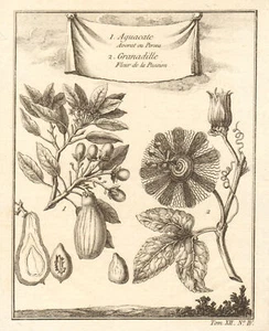 Avocado /Persea americana. Passiflora ligularis (Granadilla) passion flower 1754 - Picture 1 of 1