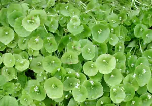 150 graines de CLAYTONE DE CUBA(Claytonia Perfoliata)H827 MINER 'S LETTUCE SEEDS - Picture 1 of 1