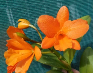 RTH HSINYING ORANGE NUGGET 'ORANGE QUEEN' WITH 2 NEW LEADS. - Picture 1 of 5