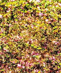 ULTRASHIFT CHAMELEON FLAKE - SATURN - Picture 1 of 1