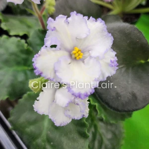 African Violet - LEAF - Ma's Ching Dynasty (standard) - Picture 1 of 1