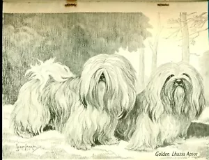 HUTCHINSONS DOG ENCYCLOPAEDIA MAGAZINE PART 31 LHASA APSO PLATE, LAKELAND - Imagen 1 de 7